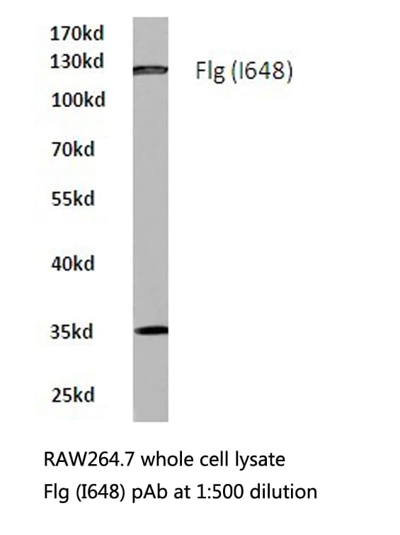 Polyclonal Rabbit anti-Human FGFR1 / FGF Receptor 1 Antibody (Ile648, IF, WB)