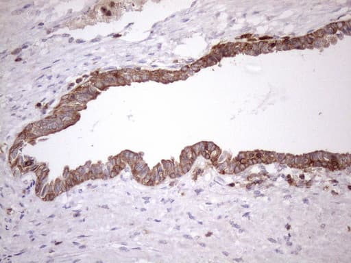 LIME1 / LIME Antibody (aa30-295, clone OTI5D3, Carrier-free)