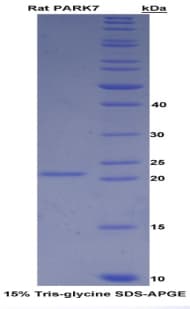 Rat PARK7 / DJ-1 Protein (Recombinant His)