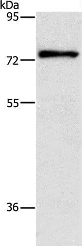 PRKCD / PKC-Delta Antibody