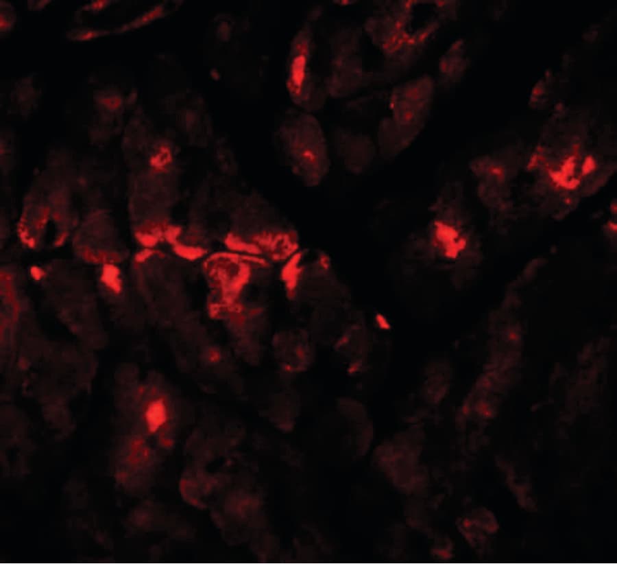 Polyclonal Rabbit anti-Human ZBTB9 Antibody (IHC, IF, WB)