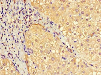 Polyclonal Rabbit anti-Human EFCAB7 Antibody (IHC, IF, WB)