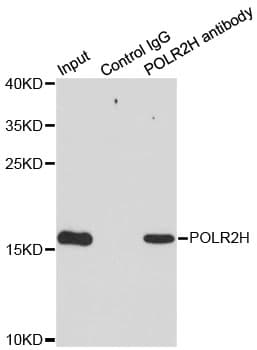 Polyclonal Rabbit anti-Human POLR2H / RPB8 Antibody (IHC, IF, WB)