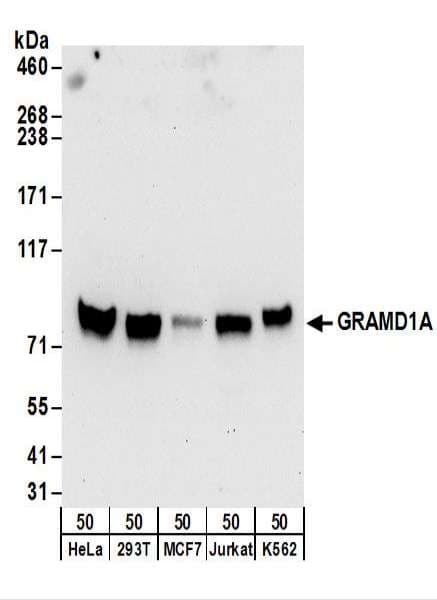 Polyclonal Rabbit anti-Human GRAMD1A Antibody (aa674-724, WB)