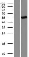 DOK3 Protein (Over-Expression Lysate Myc-DDK (Flag))