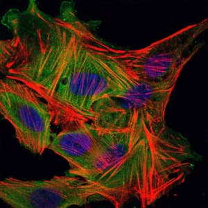 IHC-plus™ MBP Antibody (clone 2H9)