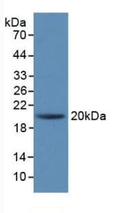 IL1RN Antibody (FITC)