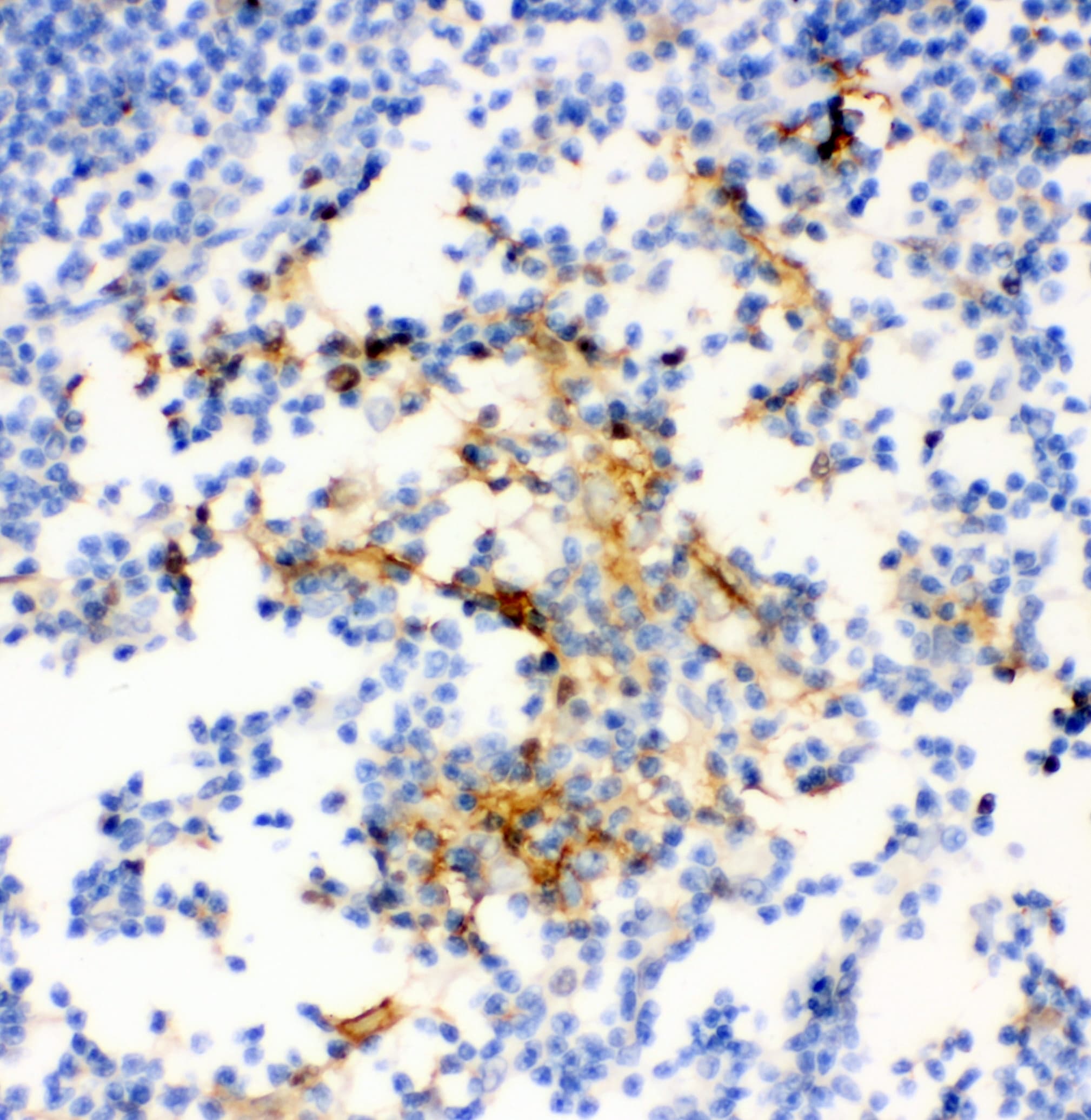 ANXA4 / Annexin IV Antibody