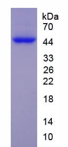 Rat ENO2 / NSE Protein (Recombinant His)