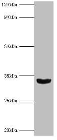 HOXB1 Antibody (aa35-180)
