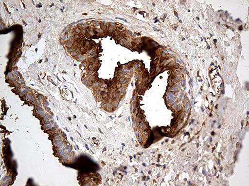 AZGP1 / ZAG Antibody (aa21-298, clone OTI2H3)