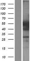 HNRNPF / hnRNP F Protein (Over-Expression Lysate Myc-DDK (Flag))