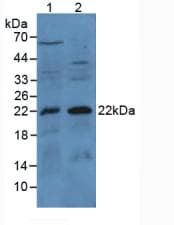 BAX Antibody (APC)