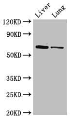 Polyclonal Rabbit anti-Mouse Ces1c / Carboxylesterase 1C Antibody (Biotin, WB)