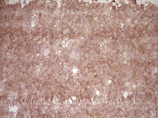 BHLHE41 / BHLHB3 / SHARP1 Antibody (aa1-297, clone OTI3H4, Carrier-free)
