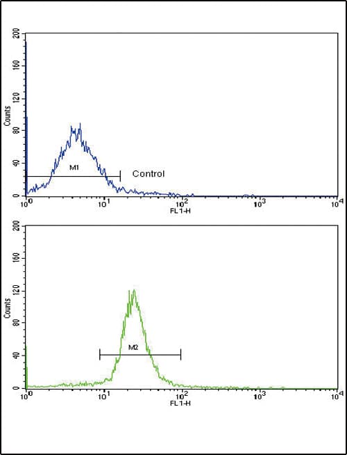 Polyclonal Rabbit anti-Human ARPC1A Antibody (aa286-315, IHC, IF, WB)