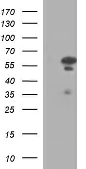 IRF5 Antibody (clone OTI1A5)