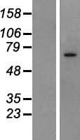 SLC6A20 Protein (Over-Expression Lysate Myc-DDK (Flag))