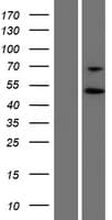 PYGO1 / Pygopus 1 Protein (Over-Expression Lysate Myc-DDK (Flag))