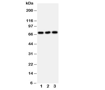 SLC6A4 / SERT Antibody
