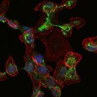 Monoclonal Mouse anti-Human APOB / Apolipoprotein B Antibody (clone 6G6, IF, WB)