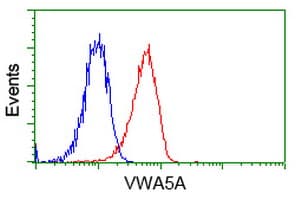 VWA5A Antibody (clone OTI3B4)