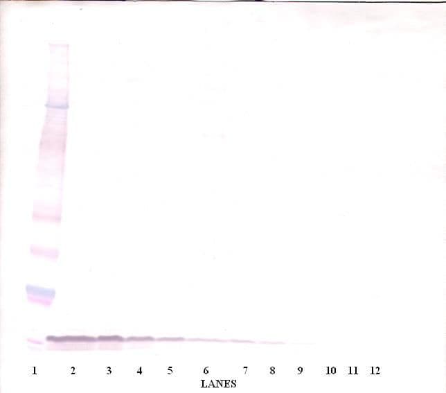 Polyclonal Goat anti-Mouse EGF Antibody (WB)