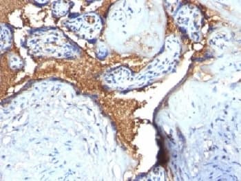 GYPA / CD235a / Glycophorin A Antibody