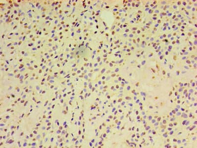 ARF6 Antibody (aa1-175)