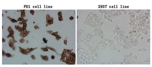 Monoclonal Mouse anti-Human PDCD1 / CD279 / PD-1 Antibody (clone OTI1B11, IF, WB)
