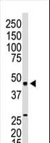 SIPR3 / EDG3 / S1P3 Antibody (aa1-30)