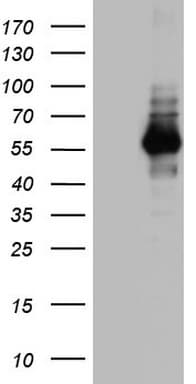NAB1 Antibody (aa237-487, clone OTI1H3)