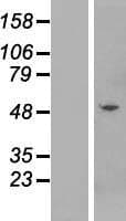 KRT83 / Keratin 83 / KRTHB3 Protein (Over-Expression Lysate Myc-DDK (Flag))