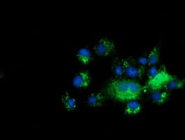 C10orf82 Antibody (clone OTI1G4)