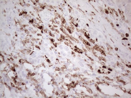 ITGAM / CD11b Antibody (clone OTI12C10)