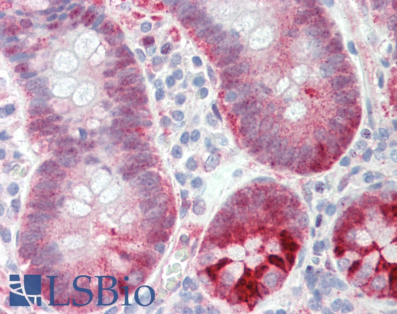 Selenium Binding Protein 1 Antibody (clone 3D4, Carrier-free)