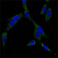 HSPA4 / APG-2 Antibody (clone 5A6)