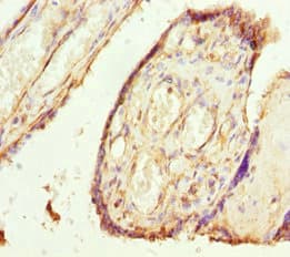 Polyclonal Rabbit anti-Human TMEM43 Antibody (IHC)