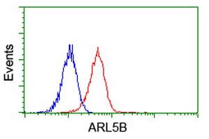 ARL8 / ARL5B Antibody (clone OTI2D7, Carrier-free)