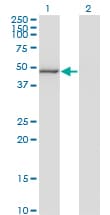 Monoclonal Mouse anti-Human MAPK8 / JNK1 Antibody (clone 4F10, WB)