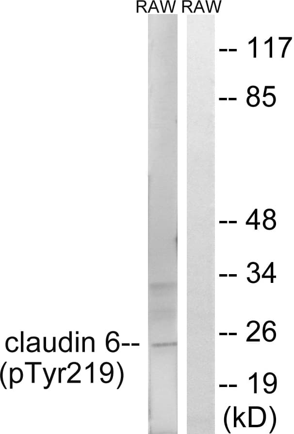 Polyclonal Rabbit anti-Human CLDN6 / Claudin 6 Antibody (phospho-Tyr219, WB)