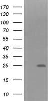 FNDC4 Antibody (clone OTI3E10)