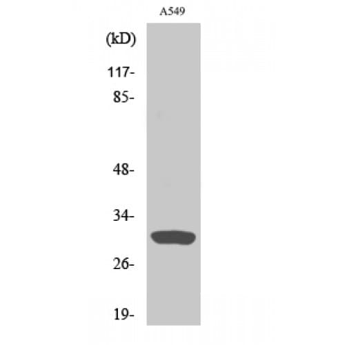 INHBC Antibody (Internal)