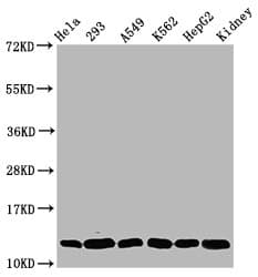 HIST1H4I Antibody