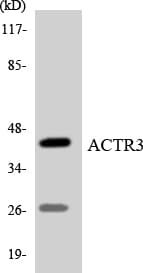 Polyclonal Rabbit anti-Human ACTR3 Antibody (aa358-407, WB)