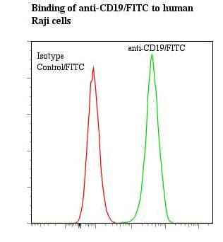 Monoclonal Mouse anti-Human CD19 Antibody (clone BU12, FITC)