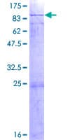 Human PABPC3 Protein (Recombinant GST)