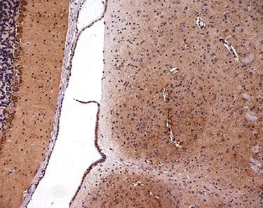 Polyclonal Rabbit anti-Mouse MC3R / MC3 Receptor Antibody (IHC, WB)