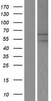 MGAT2 Protein (Over-Expression Lysate Myc-DDK (Flag))