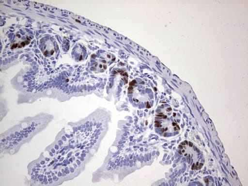 IdU / Iododeoxyuridine Antibody (clone 5E2)